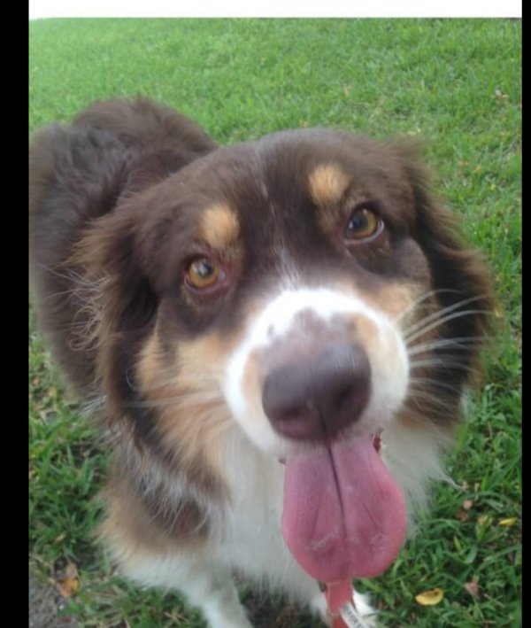 Lost Australian Shepherd in Dunedin, FL