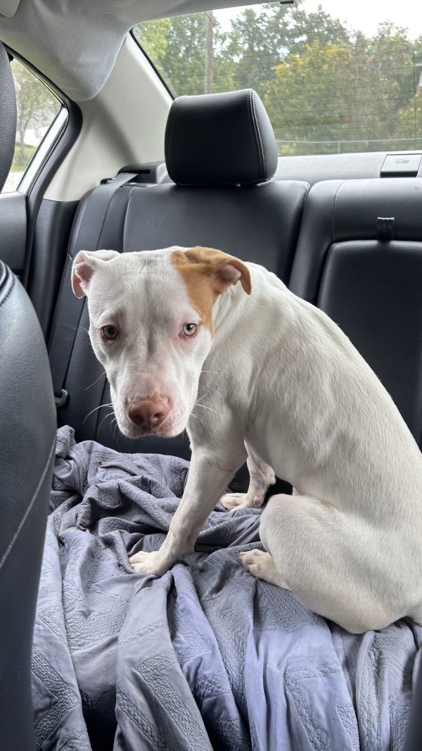 Found Dog in Chattanooga, TN