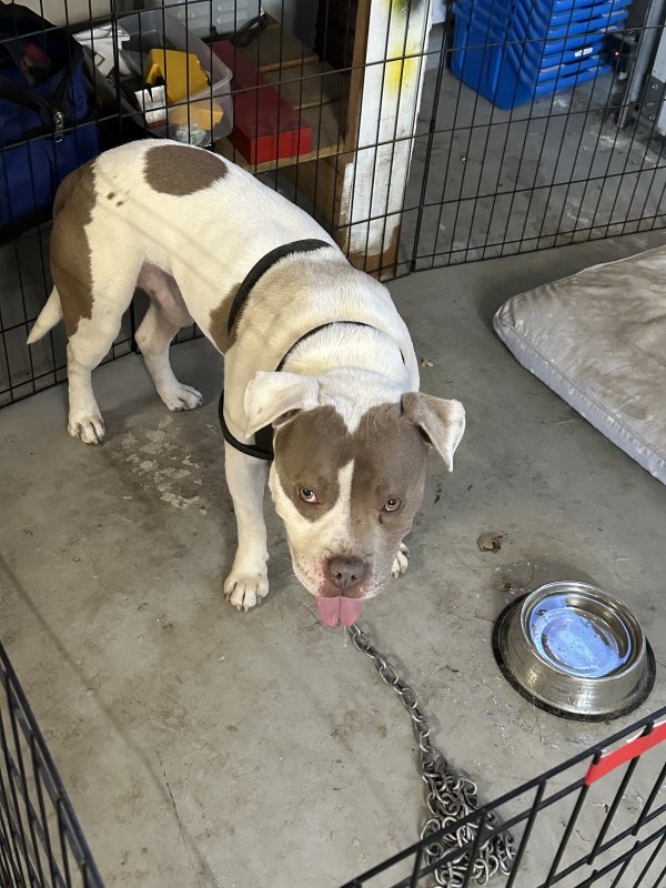 Found Pit Bull in Atascadero, CA