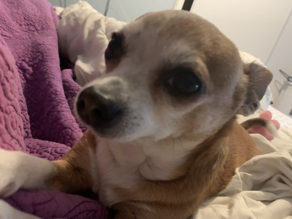 Lost Chihuahua in Corona, CA