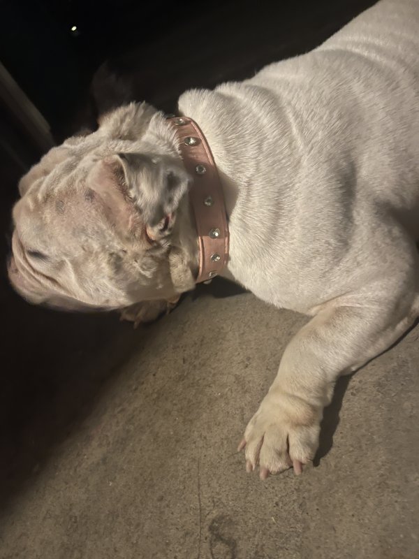 Found American Bulldog in Perris, California