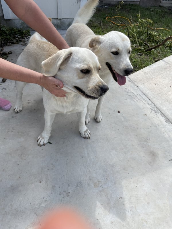 Found Labrador Retriever in Live Oak, FL