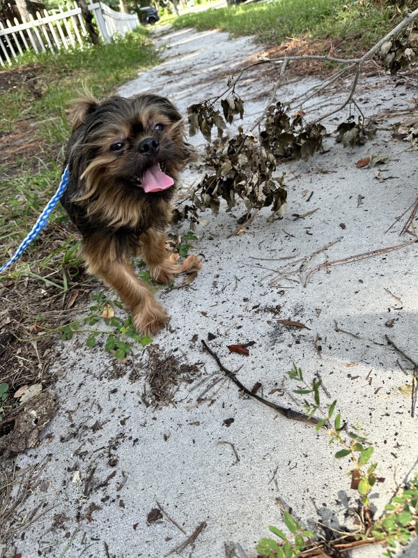 Found Mutt in Saint Petersburg, FL