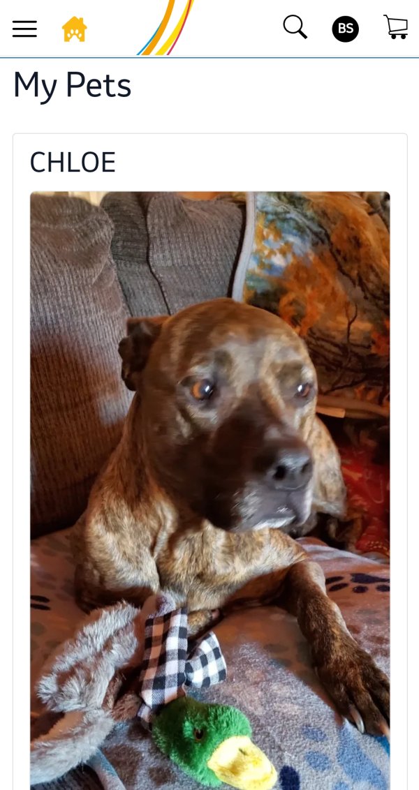 Lost American Staffordshire Terrier 