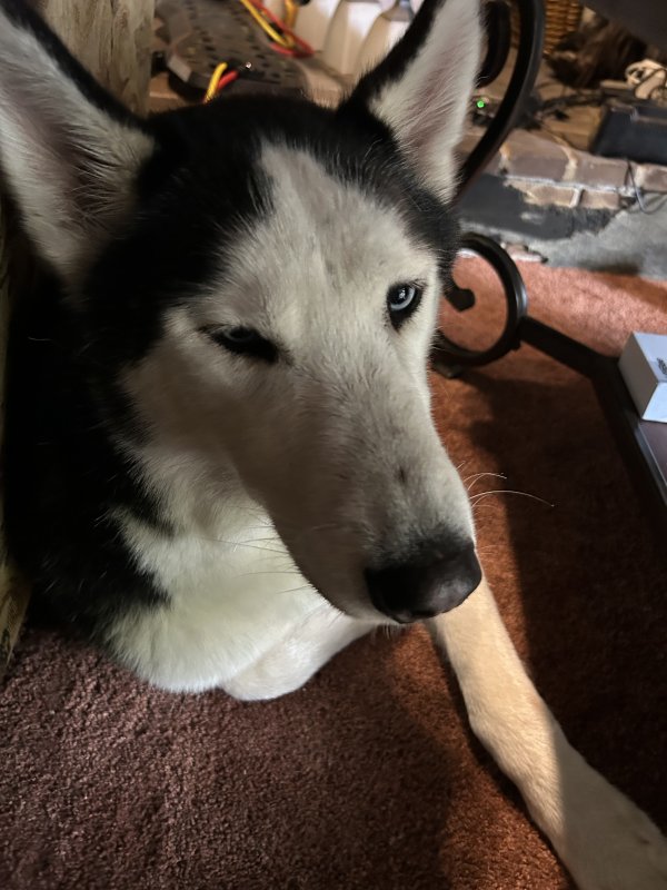 Found Alaskan Malamute in Indiana