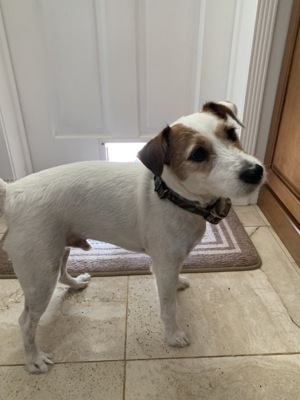 Found Jack Russell Terrier in Clearwater, FL