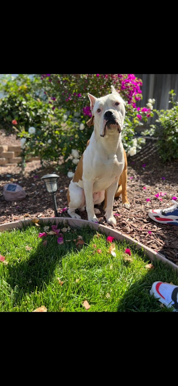 Lost Boxer in California