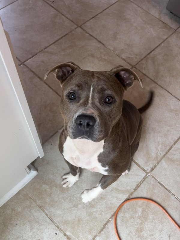 Found Pit Bull in Atlanta, GA