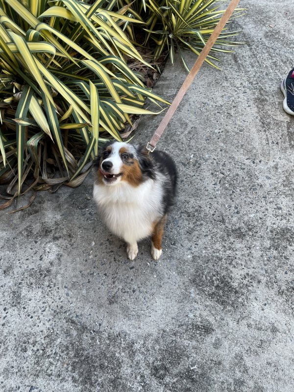 Found Australian Shepherd in Oak Ridge, NC