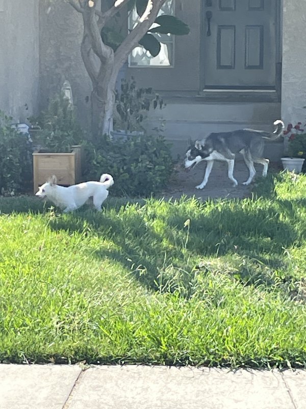 Found Dog in Galt, CA