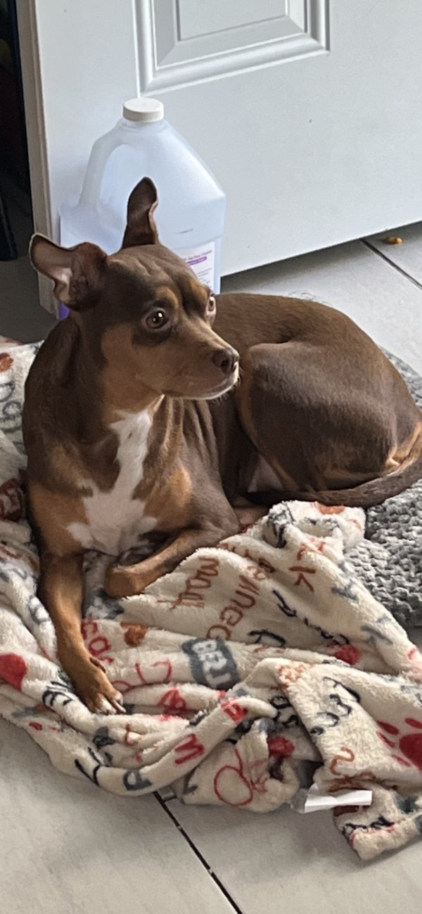 Stolen Dog in Miami, FL