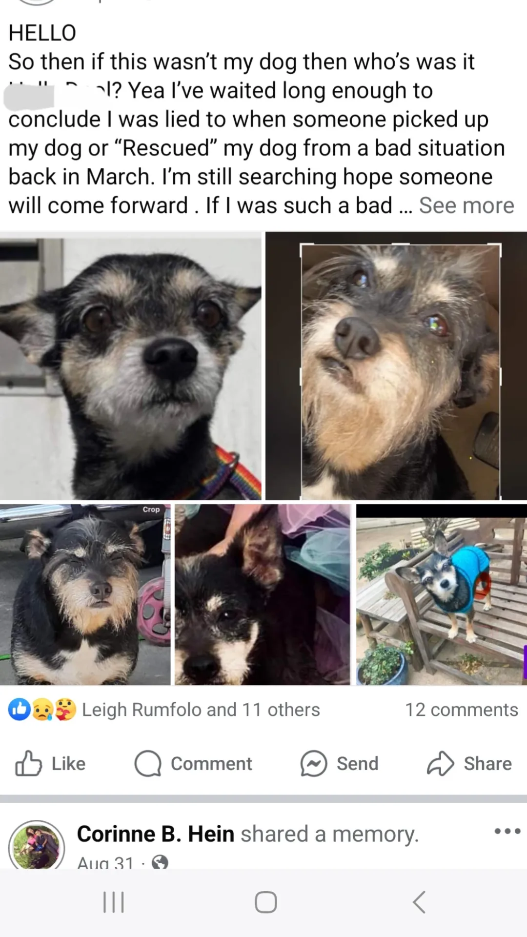 Stolen Chihuahua in Houston, TX