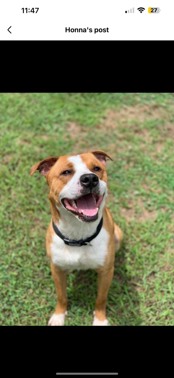 Stolen Pit Bull in Pontotoc, MS