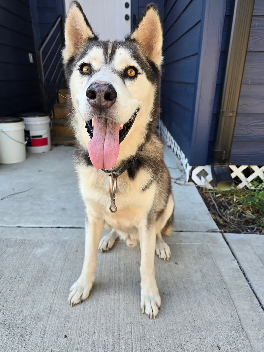 Found Siberian Husky in Texas