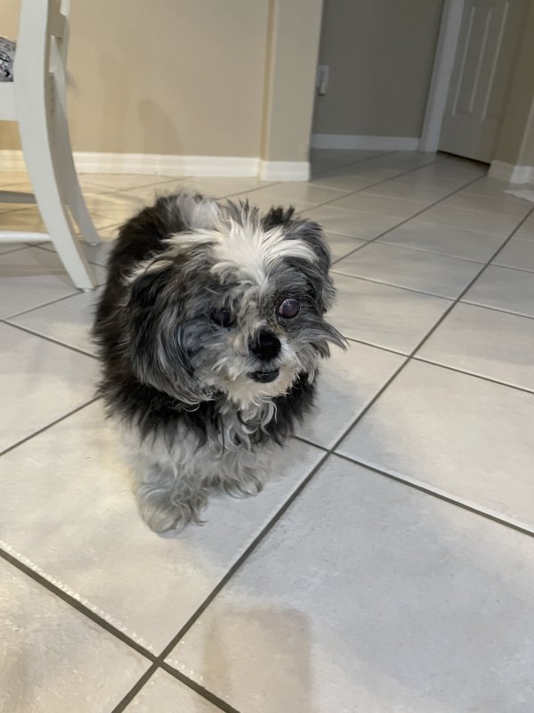 Found Shih Tzu in Lutz, FL