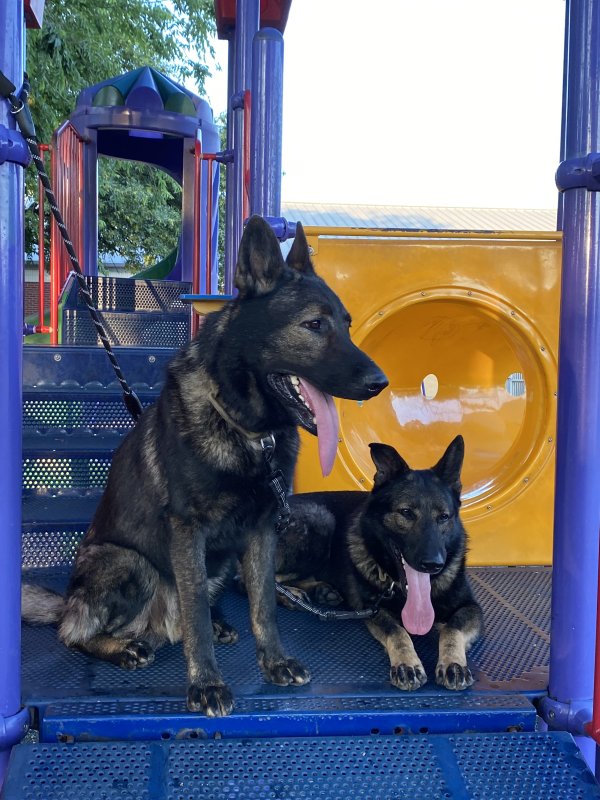 Lost German Shepherd Dog in San Antonio, TX