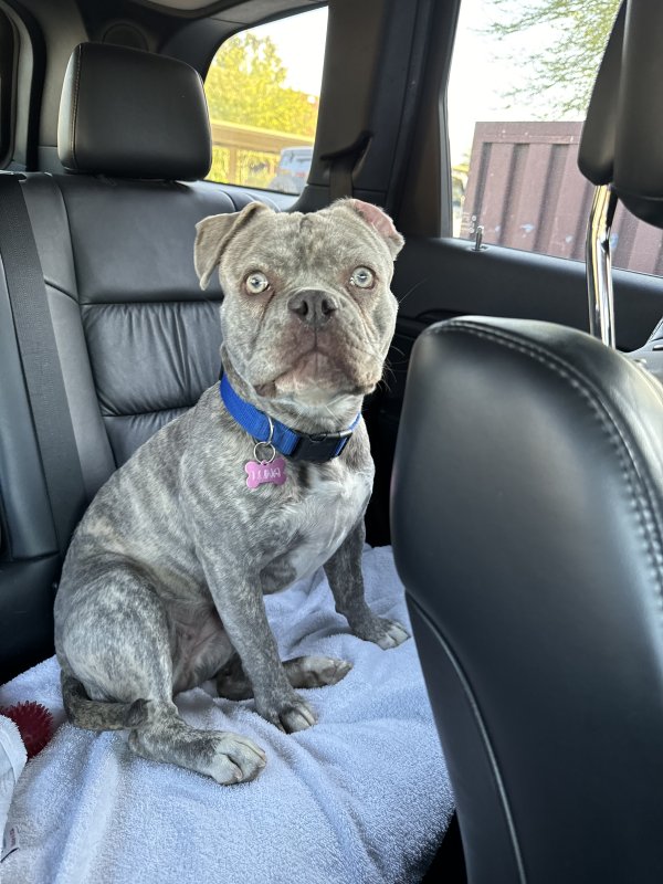 Lost American Bulldog in Indio, CA