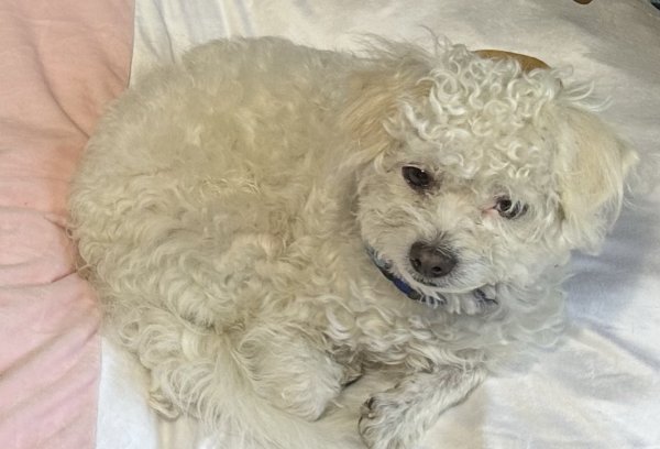 Lost Maltese in Los Angeles, California