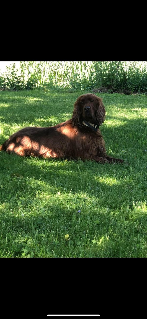 Lost Irish Setter in Sodus, NY