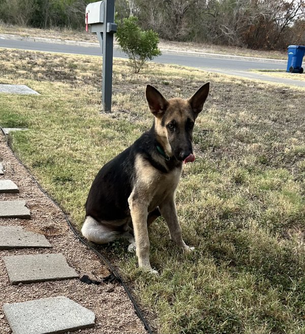 Found German Shepherd Dog in Texas