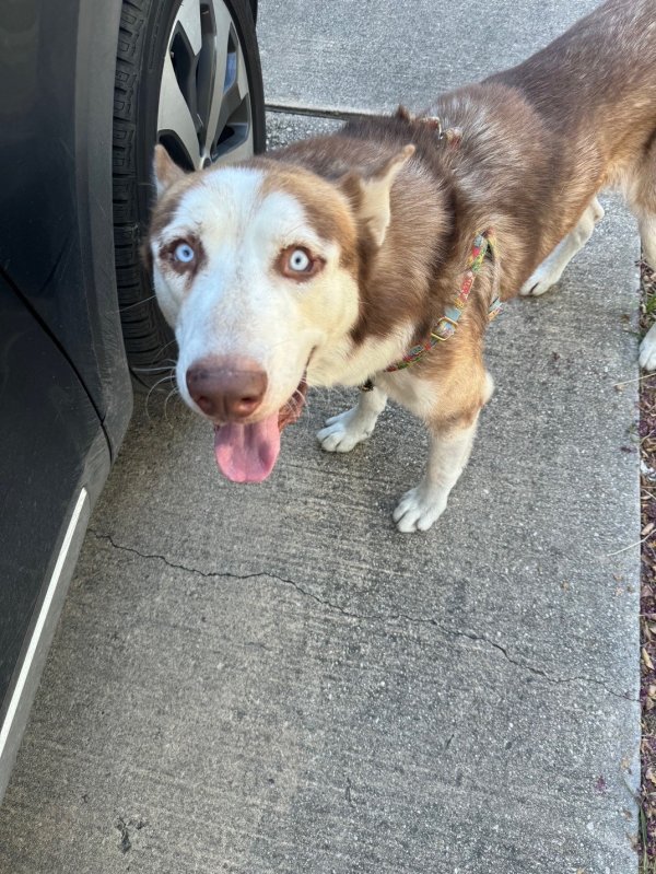 Found Siberian Husky in San Antonio, TX