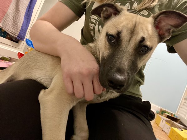 Found Anatolian Shepherd Dog in Chicago, IL