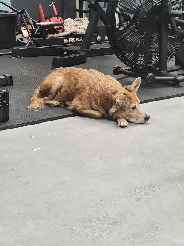 Lost Australian Shepherd 