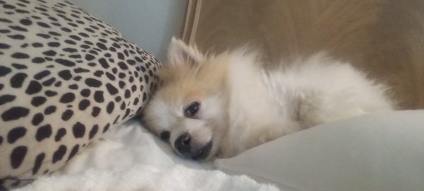 Found Pomeranian in Sarasota, FL