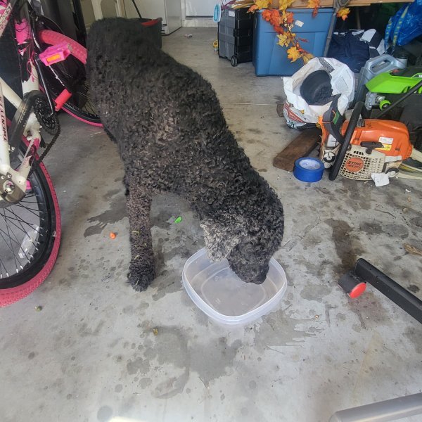 Found Poodle in Gibsonton, FL