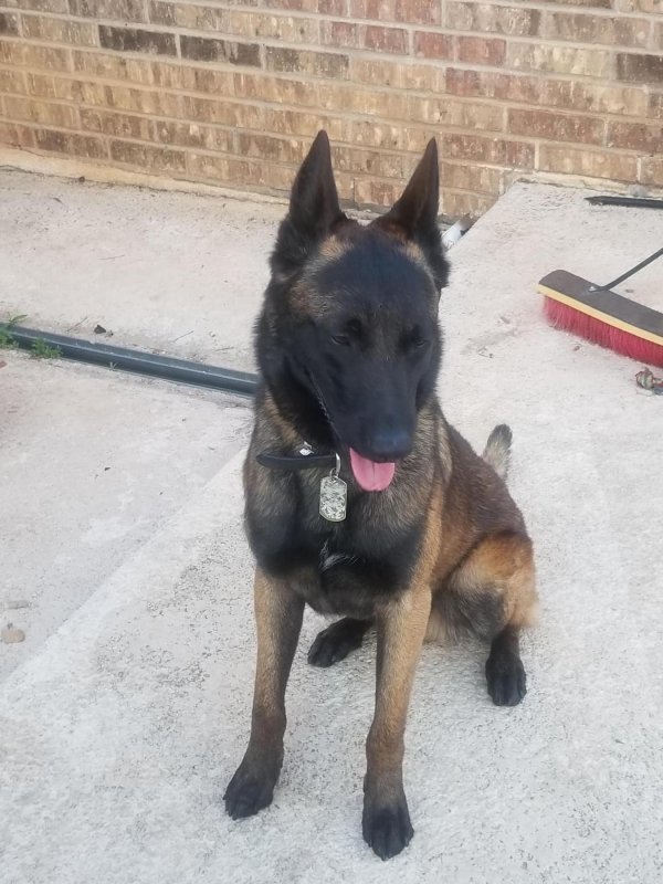 Lost Belgian Malinois in Texas