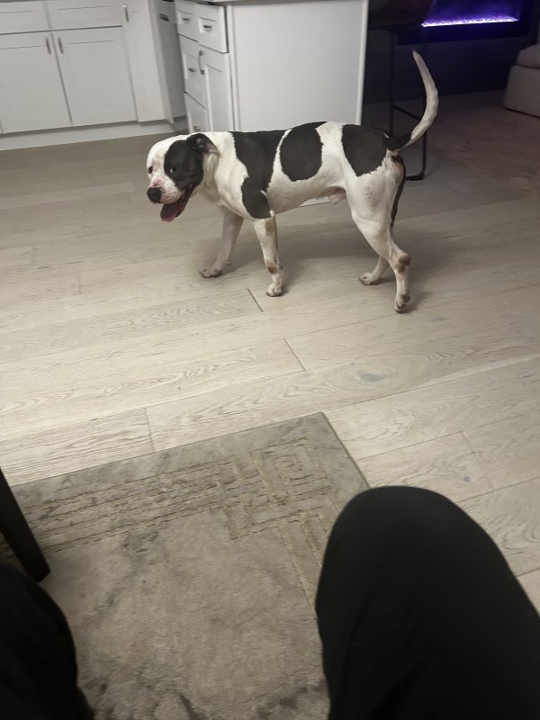 Lost Pit Bull in Chicago, Illinois