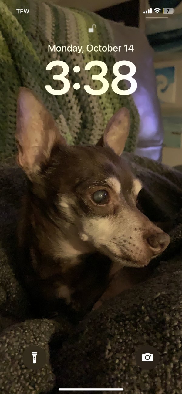 Lost Chihuahua in Largo, FL