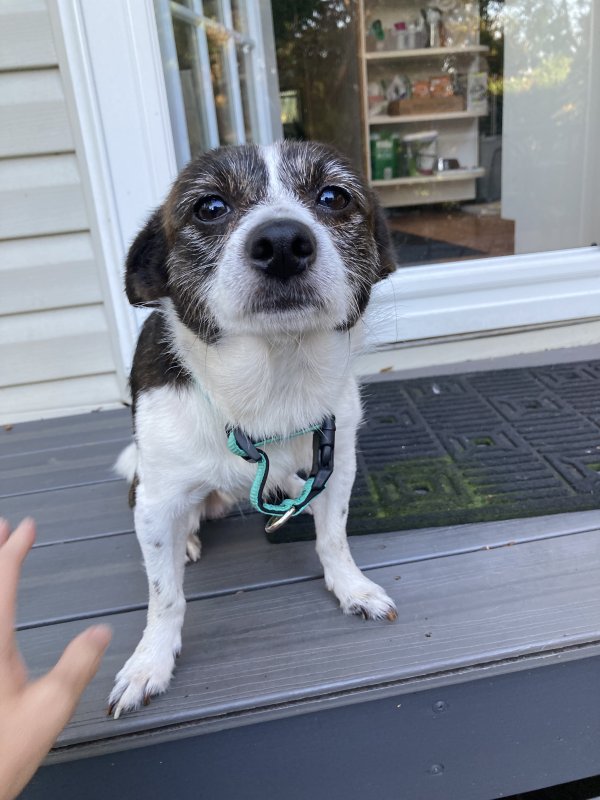 Found Jack Russell Terrier in Tampa, FL