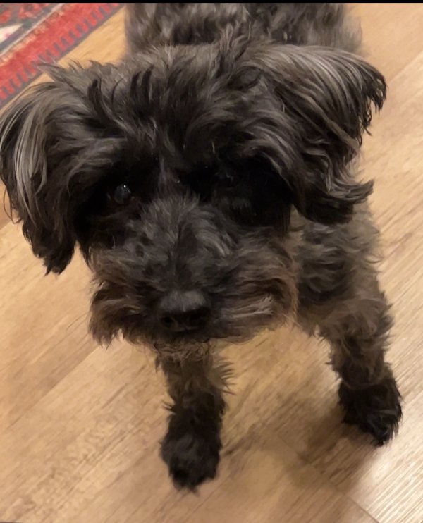 Lost Miniature Schnauzer in Chicago, IL