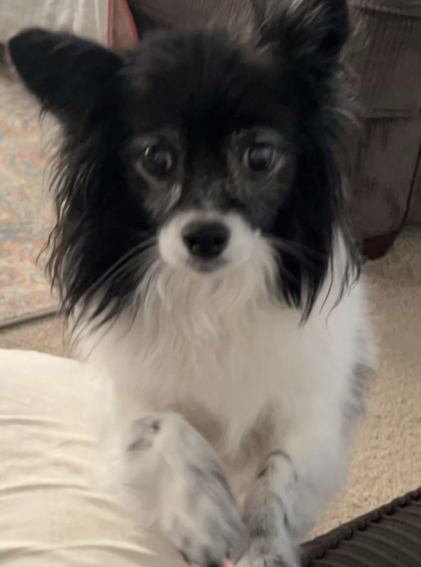 Lost Pomeranian in Fulton, MS