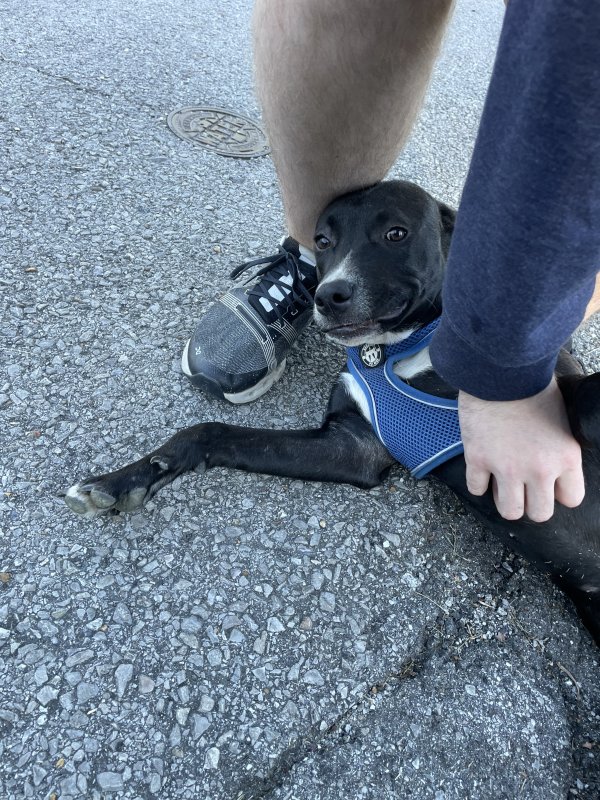 Found Mutt in Chattanooga, Tennessee