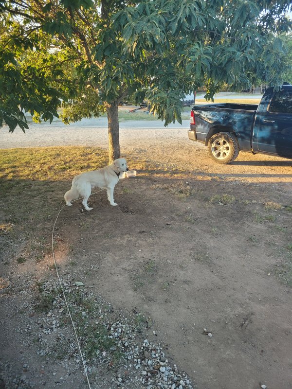 Found Great Pyrenees in Weatherford, TX