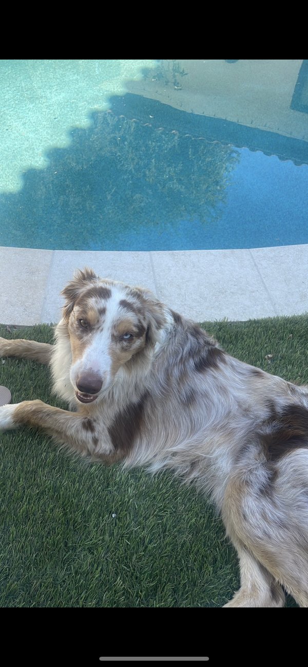 Stolen Australian Shepherd in Chula Vista, CA