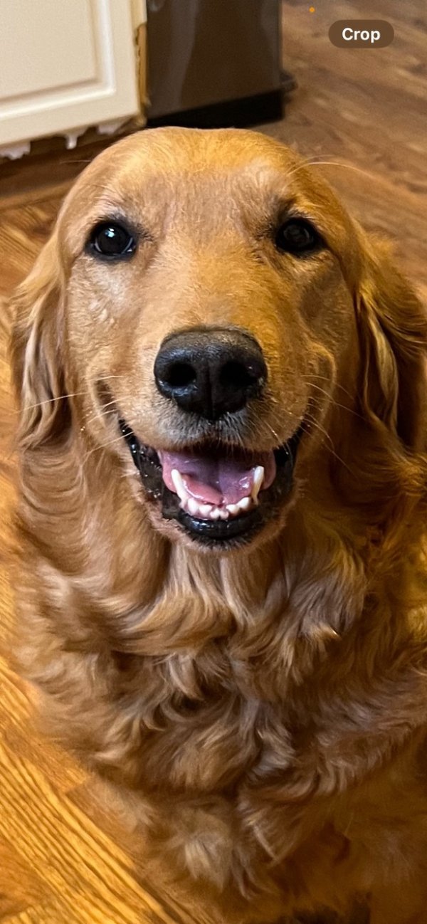 Lost Golden Retriever in Painesville, OH