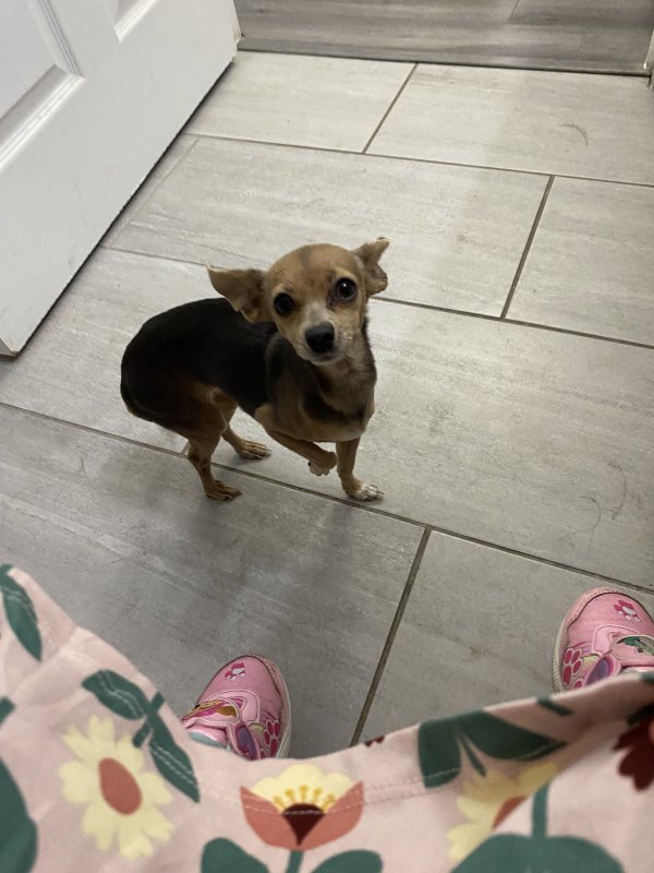 Lost Chihuahua in Denver, CO