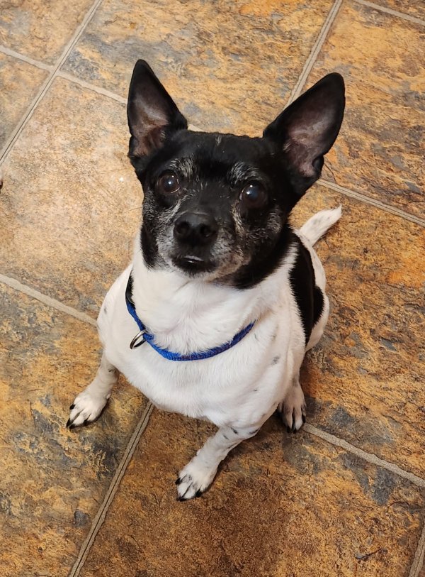 Lost Rat Terrier in Murfreesboro, TN