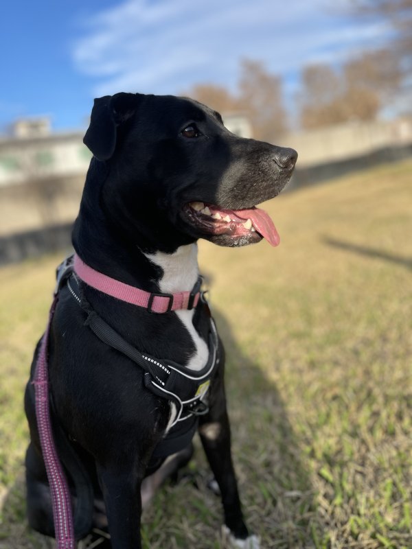 Lost Pit Bull in Houston, TX