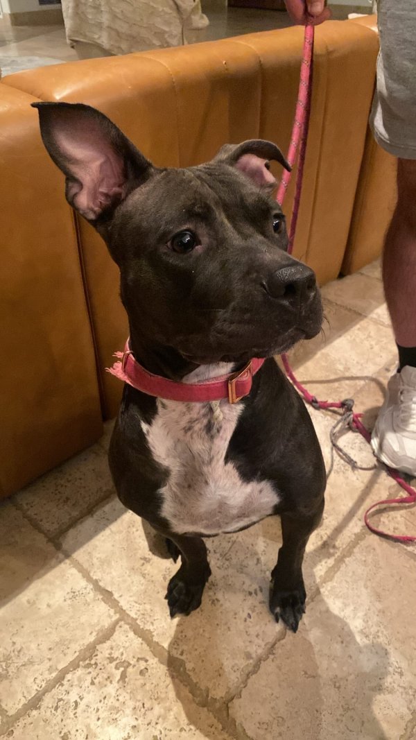 Found Pit Bull in Tempe, AZ