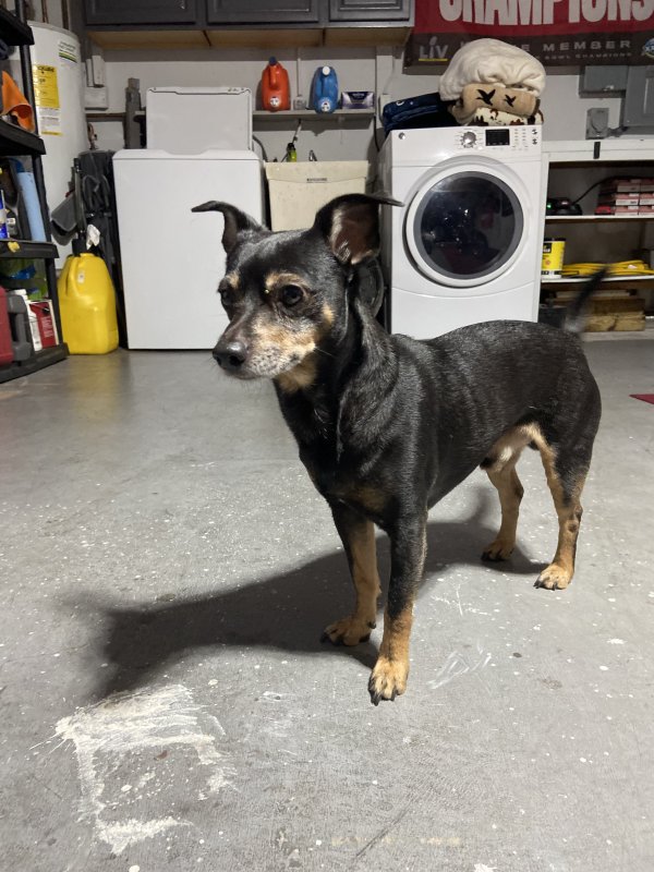 Found Mutt in Holiday, FL