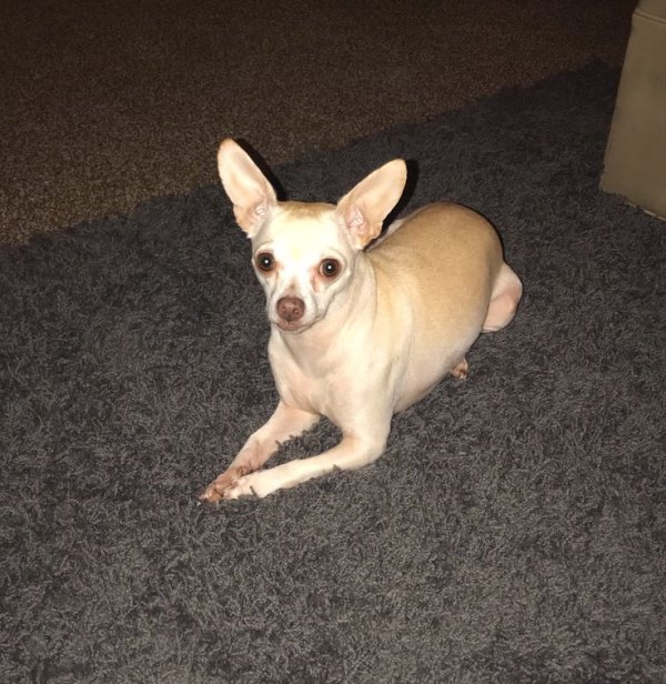 Lost Chihuahua in Georgia