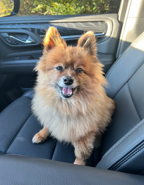 Safe Pomeranian in Indianapolis, IN