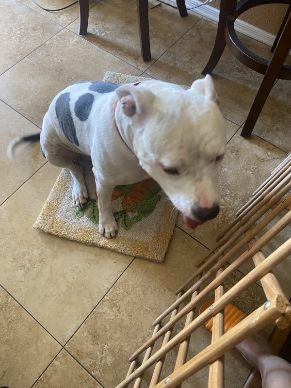 Found Pit Bull in Gilbert, AZ