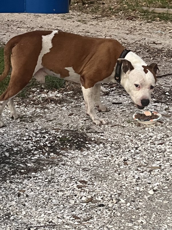 Found Pit Bull in Saint Petersburg, FL