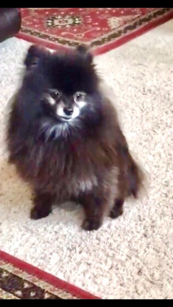 Lost Pomeranian in Brighton, CO