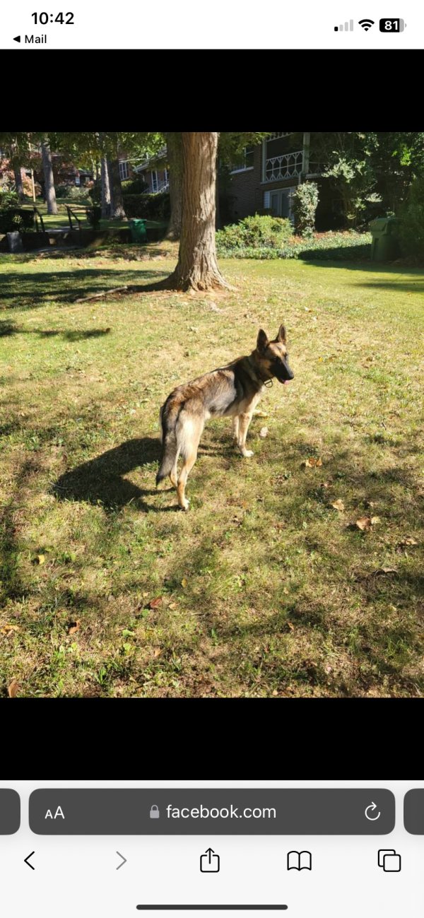 Found Belgian Sheepdog in Atlanta, Georgia